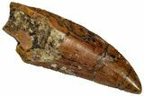Serrated, Raptor Premaxillary Tooth - Real Dinosaur Tooth #332236-1